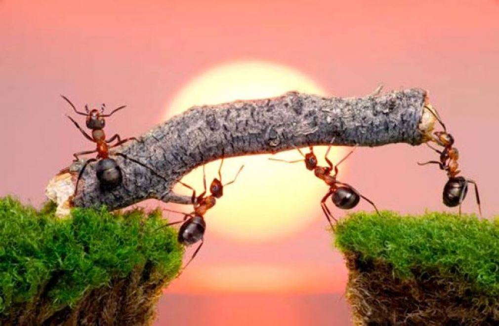 Кичик танада катта қалб